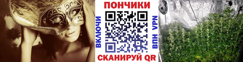 Конопля сатива  закладка  Отрадное 